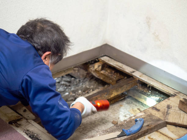 Best Mold Removal Company Near Me  in New York, NY