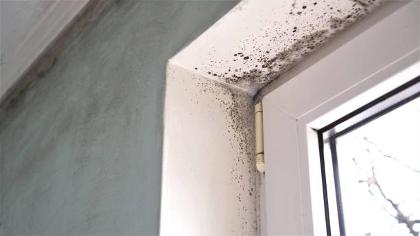 Certified Mold Removal