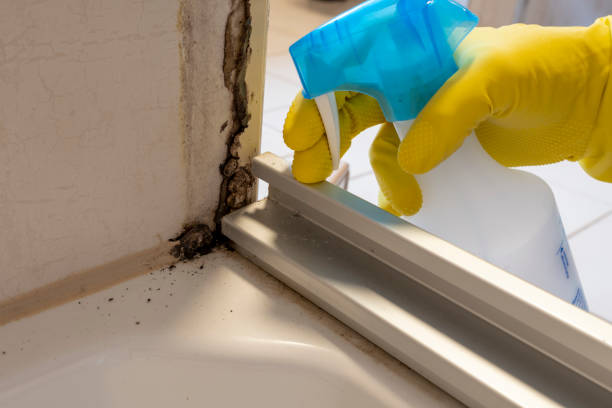 Best Commercial Mold Removal  in New York, NY