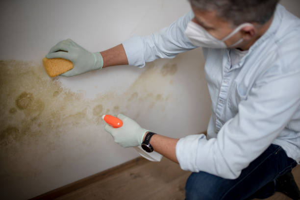 Best Attic Mold Removal  in New York, NY