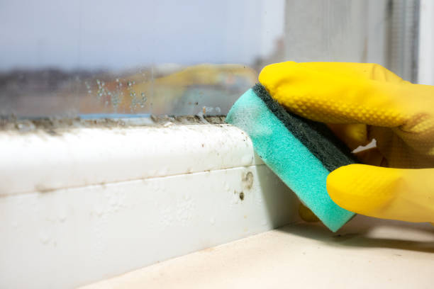 Best Affordable Mold Removal  in New York, NY