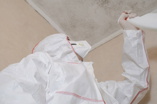 Attic Mold Removal in New York, NY