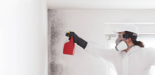 Best Residential Mold Removal  in New York, NY