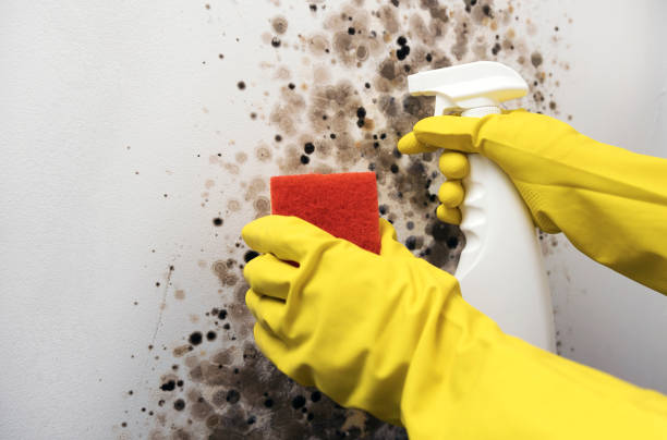 Best Mold Testing  in New York, NY
