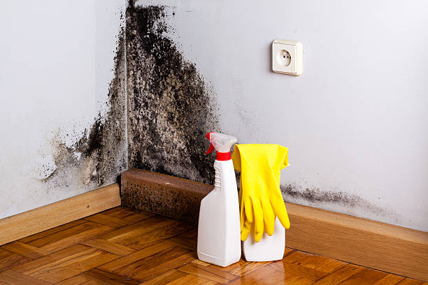 Best Mold Damage Repair  in New York, NY