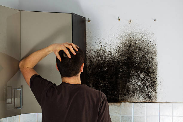 Professional Mold Removal in New York, NY