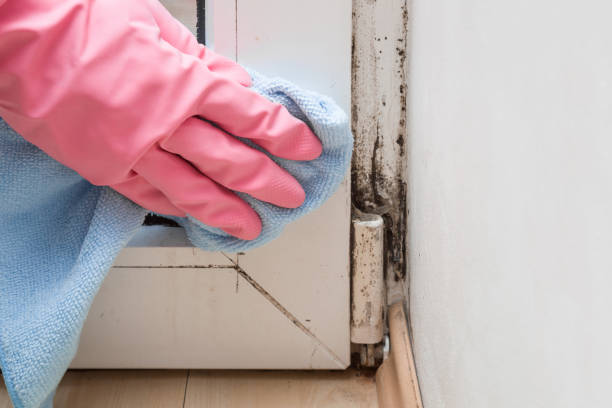 Best Mold Testing  in New York, NY